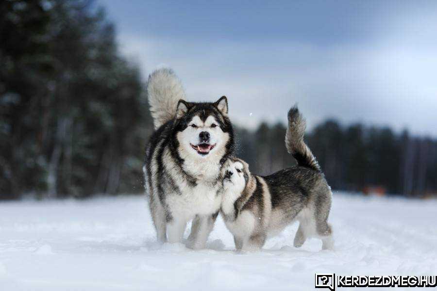 Hasonlóan néz ki mint a huskyk, de náluk nagyobbak