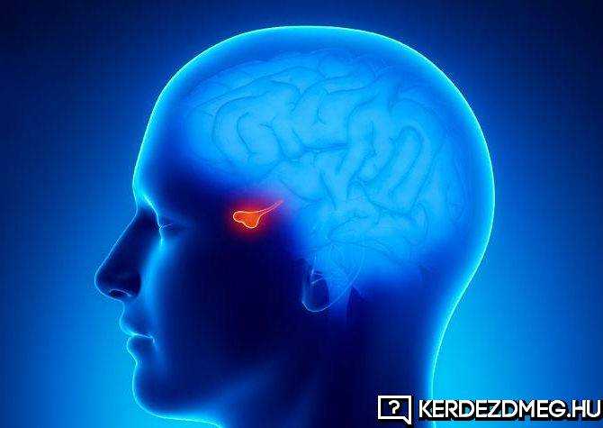 A kis piros folttal jelölt helyen található az agyalapi mirigy.