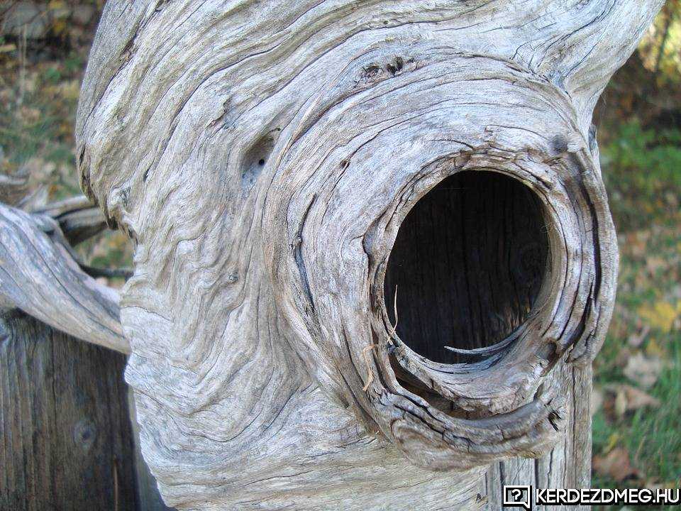 Ez a hatalmas lyuk azt jelzi, hogy egy öreg fáról van szó.